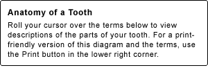 Anatomy of a Tooth